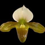 IN BLOOM - Paph. Hung Sheng Venus (charlesworthii v. alba x venustum album) (2” Pot)