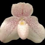 Paph. Psyche (niveum x bellatulum) (3” Pot)