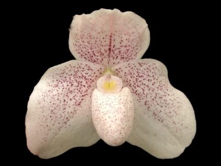 Paph. Psyche (niveum x bellatulum) (3” Pot)