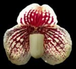 Paph. QF Makani (violascens x leucochilum) (Blooming Size, 2” pot)