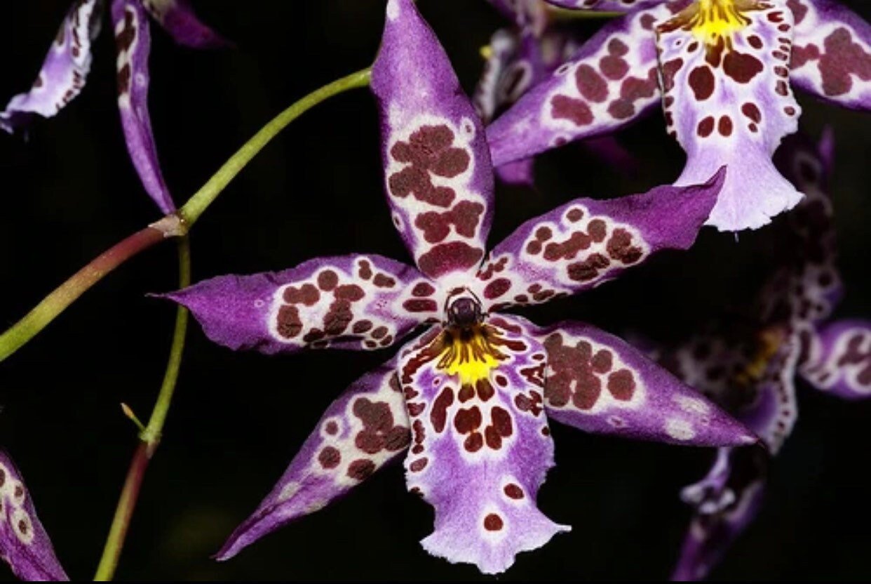 il_fullxfull.4451515045_7pym.jpg In Spike Beallara Diana Dunn ‘Newberry’ (3.5” Pot) - Image 1