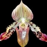 Paphiopedilum Iphis (tonsum 'Mini' x argus) (2" pot)