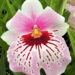 Miltoniopsis Maui Mist ‘Golden Gate' (3" pot)