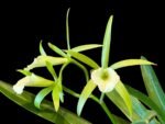 SALE Procavatola Key Lime Stars (Lime Sherbert x B. nodosa) (3.5" pot) - Image 2