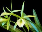 SALE Procavatola Key Lime Stars (Lime Sherbert x B. nodosa) (3.5" pot)