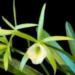 IN BLOOM Pcv. Key Lime Stars (3" pot)