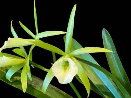 IN BLOOM Pcv. Key Lime Stars (3" pot)