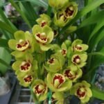 Cymbidium Eastern Wind ‘Emerald’ (4” Pot)