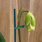 IN SPIKE Paph. … × Magic Mood ‘Alan Napper’ (5” pot)