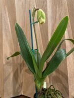 IN SPIKE Paph. … × Magic Mood ‘Alan Napper’ (5” pot) - Image 2