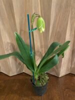 IN SPIKE Paph. … × Magic Mood ‘Alan Napper’ (5” pot) - Image 3