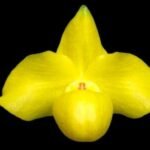 Paph. Wössner China Moon (armeniacum x hangianum) (2” pot)