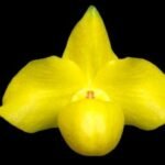 Double Plants Paph. Wössner China Moon (armeniacum x hangianum) (2” pot)