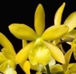 Fragrant - Eplc. Golden Sunburst (3.5” pot)