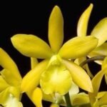 Fragrant - Eplc. Golden Sunburst (3.5” pot)