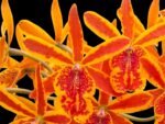 Eplc. Volcano Trick ‘Red Lava’(Lc. Trick or Treat x Epi. stamfordianum) (3.5” Pot)