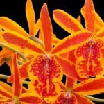 Eplc. Volcano Trick ‘Red Lava’(Lc. Trick or Treat x Epi. stamfordianum) (3.5” Pot)