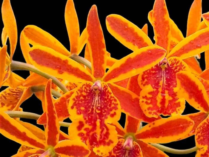 Eplc. Volcano Trick ‘Red Lava’(Lc. Trick or Treat x Epi. stamfordianum) (3.5” Pot) - Image 1