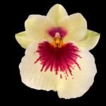 TRIPLE SPIKES - Miltoniopsis Pierre Langeron × Goodhope Bay ‘Lagima’ (4.5” pot)