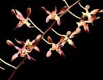 Dendrobium Tsiku Jesulin (Den. Blue Twinkle × Den. johannis) (BS 3” basket)