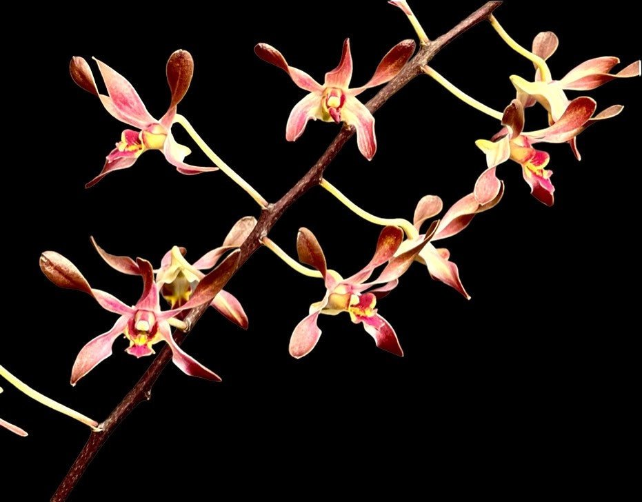 il_fullxfull.4514202512_o5qx-1.jpg Dendrobium Tsiku Jesulin (Den. Blue Twinkle × Den. johannis) (BS 3” basket) - Image 1