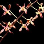 IN SPIKES Dendrobium Tsiku Jesulin (Den. Blue Twinkle × Den. johannis) (3.5” Pot)