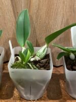 C. walkeriana semi-alba x sib. (‘Baby Tears’ x ‘Elixir of Love’) (BS, 3.5” pot) - Image 4