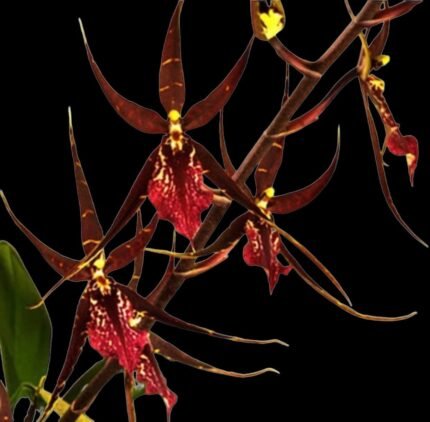 DOUBLE SPIKES Degarmoara Pinot Princess ‘Nite Naulege’ (3.5” Pot)