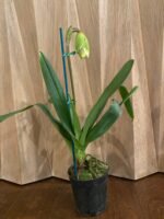 IN SPIKE Paph. … × Magic Mood ‘Alan Napper’ (5” pot) - Image 4