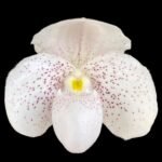 Paphiopedilum Payakka Kodkod (thaianum x concolor) (2 Growths, 2" pot)