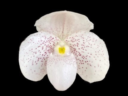 Paphiopedilum Payakka Kodkod (thaianum x concolor) (2 Growths, 2" pot)