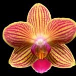 Double Spikes Phalaenopsis Gold Staff (3.5" pot)