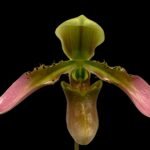 Paph. appletonianum x sib (BS 2” pot)