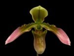 Paph. appletonianum x sib ‘Fox Valley’ AM/AOS x self (2” pot) - Image 2