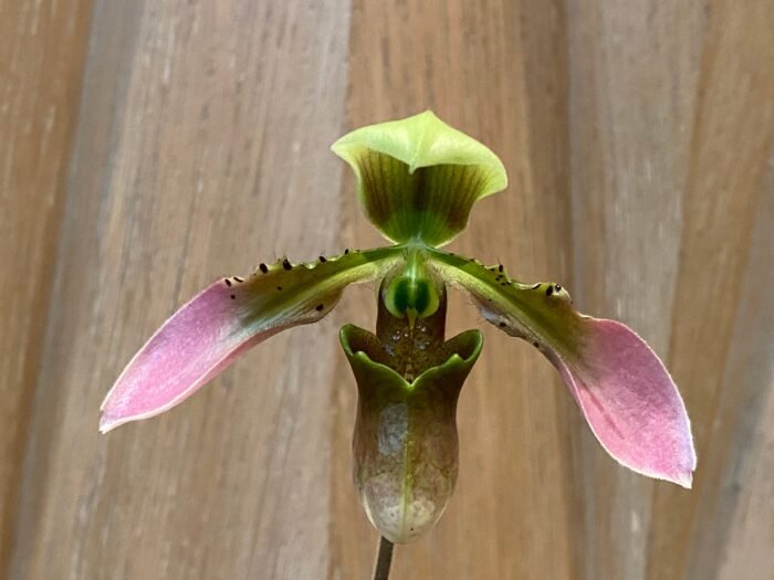 In Bud/ Spike - Paph. appletonianum x sib (2” pot) - Image 2