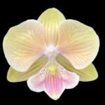 Phal. Lioulin Smart Lip 2 Spikes (3.5" pot)