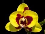 Double Spikes Phalaenopsis I-Hsin Macchiata (3.5" pot)