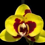 Double Spikes Phalaenopsis I-Hsin Macchiata (3.5" pot)