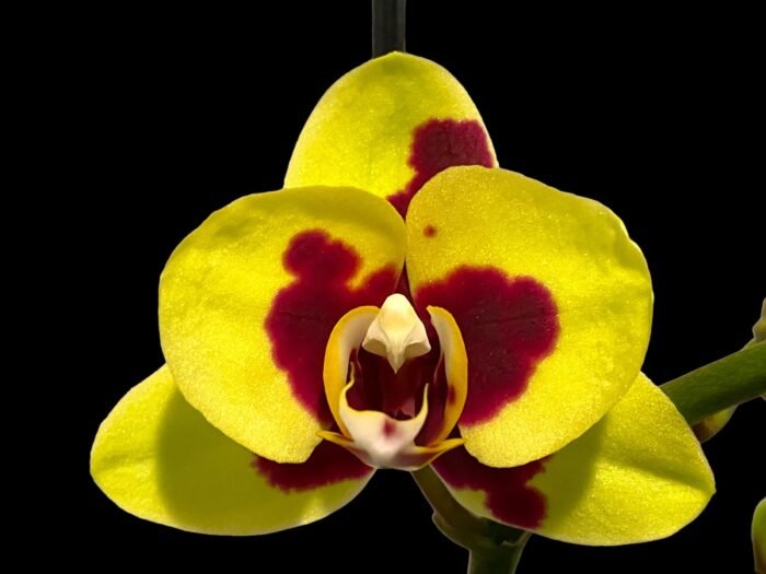 Double Spikes Phalaenopsis I-Hsin Macchiata (3.5" pot) - Image 1