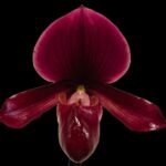 In Spike - (Paph. Chou-Yi Citron x Chou-Yi Apple) x Charlesworthii Miao Hua x ‘MH-Chili’ (4” pot)