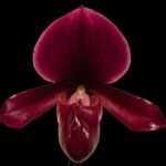 In Spike Paph. (Chou-Yi Citron x Chou-Yi Apple) x Charlesworthii Miao Hua x ‘MH-Chili’ (4” pot)