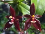 In Spike Phalaenopsis cornu-cervi var vini ‘Wan-Kou’ (3” Pot)