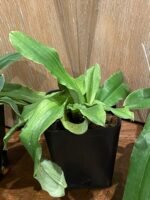 Paphiopedilum Spicerianum Multi-growths (3.5” Pot) - Image 4