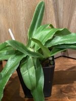Paphiopedilum Spicerianum Multi-growths (3.5” Pot) - Image 3