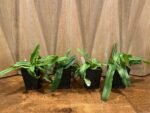 Paphiopedilum Spicerianum Multi-growths (3.5” Pot) - Image 2