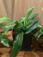 Paphiopedilum Spicerianum Multi-growths (3.5” Pot) - Image 5