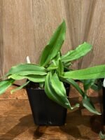 Paphiopedilum Spicerianum Multi-growths (3.5” Pot) - Image 6