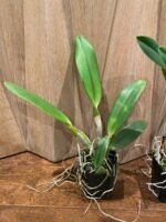 Rlc. Mitsuo Akatsuka 'Volcano Queen' (3.5" Pot) - Image 4