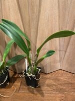 Rlc. Mitsuo Akatsuka 'Volcano Queen' (3.5" Pot) - Image 3