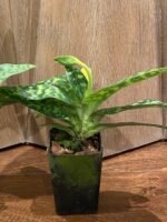 In Spike Paph. Maudiae Makuli Cutissii x Maudiae Napa Valley (2" pot) - Image 2